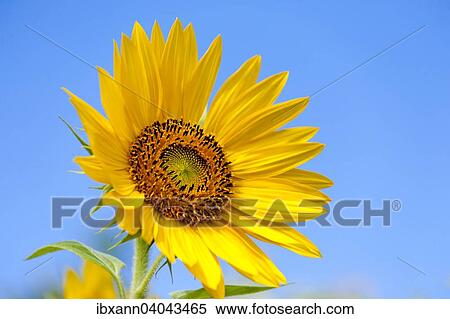 "Sunflower (Helianthus annuus), Germany, Europe" View Large Photo Image Stock Photography - "Sunflower (Helianthus annuus), Germany, Europe". Fotosearch