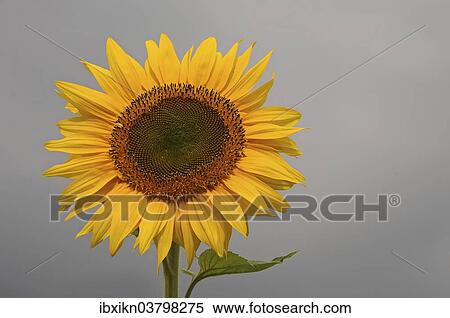 "Sunflower (Helianthus annuus), Germany, Europe" View Large Photo Image Stock Photography - "Sunflower (Helianthus annuus), Germany, Europe". Fotosearch