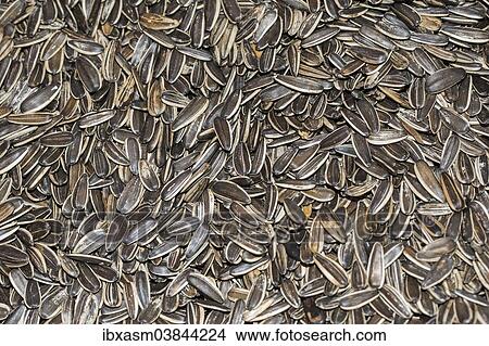 Sunflower seeds in the shell View Large Photo Image Picture - Sunflower seeds in the shell. Fotosearch