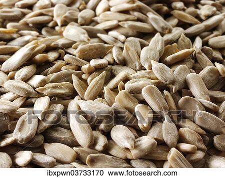Sunflower seeds View Large Photo Image Stock Image - Sunflower seeds. Fotosearch