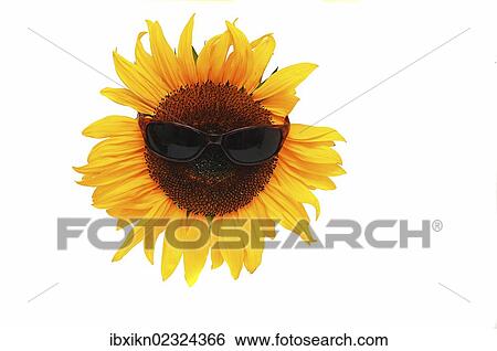 Sunflower wearing sunglasses View Large Photo Image Stock Photograph - Sunflower wearing sunglasses. Fotosearch