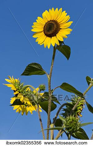 "Sunflowers (Helianthus annuus) against a blue sky, Stuttgart, Baden-Wuerttemberg, Germany, Europe" View Large Photo Image Stock Photograph - "Sunflowers (Helianthus annuus) against a blue sky, Stuttgart, Baden-Wuerttemberg, Germany, Europe". Fotosearch