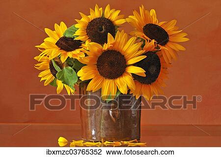 "Sunflowers (Helianthus annuus) in a clay pot, Middle Franconia, Bavaria, Germany, Europe" View Large Photo Image Stock Image - "Sunflowers (Helianthus annuus) in a clay pot, Middle Franconia, Bavaria, Germany, Europe". Fotosearch