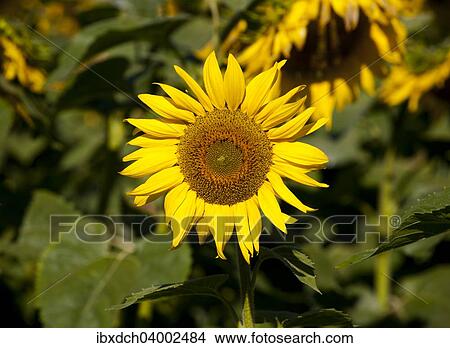 "Sunflowers (Helianthus annuus) in field, Quebec, Canada, North America" View Large Photo Image Picture - "Sunflowers (Helianthus annuus) in field, Quebec, Canada, North America". Fotosearch