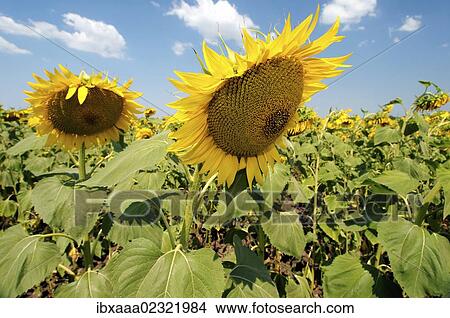 "Sunflowers (Helianthus annuus), sunflower field, Odessa, Ukraine, Eastern Europe, Europe" View Large Photo Image Picture - "Sunflowers (Helianthus annuus), sunflower field, Odessa, Ukraine, Eastern Europe, Europe". Fotosearch