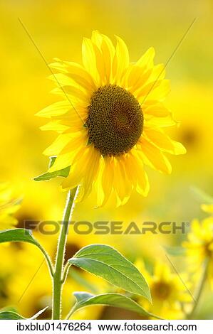 Sunflowers (Helianthus annuus) View Large Photo Image Picture - Sunflowers (Helianthus annuus). Fotosearch