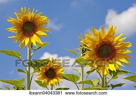 "Sunflowers (Helianthus annuus), Germany, Europe" View Large Photo Image Stock Image - "Sunflowers (Helianthus annuus), Germany, Europe". Fotosearch