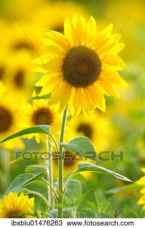 Sunflowers (Helianthus annuus) View Large Photo Image Stock Image - Sunflowers (Helianthus annuus). Fotosearch