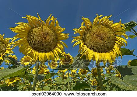 Sunflowers (Helianthus annuus) View Large Photo Image Stock Image - Sunflowers (Helianthus annuus). Fotosearch