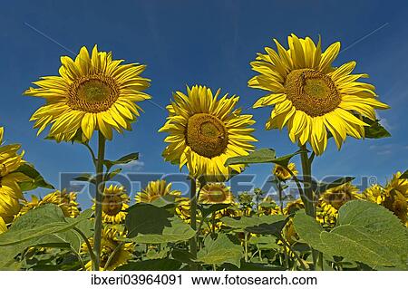 Stock Image - Sunflowers (Helianthus annuus). Fotosearch
