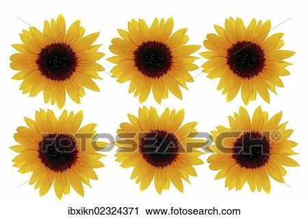 Stock Image - Sunflowers (Helianthus annuus). Fotosearch