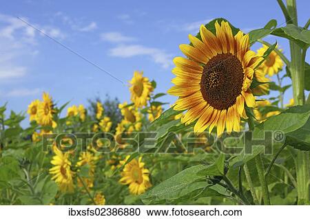 Stock Image - Sunflowers (Helianthus annuus). Fotosearch