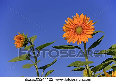 Stock Image - "Sunflowers (Helianthus annuus), flowering, Ellerstadt, Rhineland-Palatinate, Germany, Europe". Fotosearch