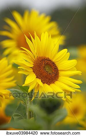 Sunflowers (Helianthus annuus) View Large Photo Image Stock Image - Sunflowers (Helianthus annuus). Fotosearch