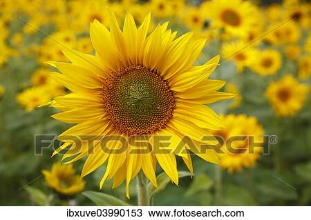 Sunflowers (Helianthus annuus) View Large Photo Image Stock Image - Sunflowers (Helianthus annuus). Fotosearch