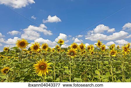 "Sunflowers (Helianthus annuus), sunflower field, Southern Palatinate, Palatinate, Rhineland-Palatinate, Germany, Europe" View Large Photo Image Stock Photo - "Sunflowers (Helianthus annuus), sunflower field, Southern Palatinate, Palatinate, Rhineland-Palatinate, Germany, Europe". Fotosearch