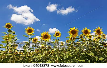 "Sunflowers (Helianthus annuus), sunflower field, Southern Palatinate, Palatinate, Rhineland-Palatinate, Germany, Europe" View Large Photo Image Stock Photo - "Sunflowers (Helianthus annuus), sunflower field, Southern Palatinate, Palatinate, Rhineland-Palatinate, Germany, Europe". Fotosearch