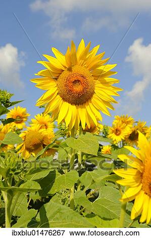 Sunflowers (Helianthus annuus) View Large Photo Image Stock Photo - Sunflowers (Helianthus annuus). Fotosearch