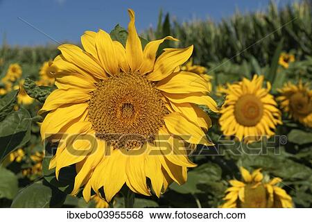 "Sunflowers (Helianthus annuus), Departement Alpes-de-Haute-Provence, France, Europe" View Large Photo Image Stock Photo - "Sunflowers (Helianthus annuus), Departement Alpes-de-Haute-Provence, France, Europe". Fotosearch