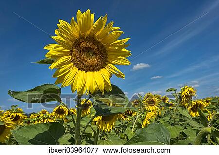 Sunflowers (Helianthus annuus) View Large Photo Image Stock Photo - Sunflowers (Helianthus annuus). Fotosearch