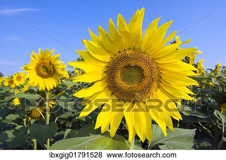 Sunflowers (Helianthus annuus) View Large Photo Image Stock Photo - Sunflowers (Helianthus annuus). Fotosearch