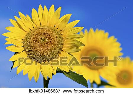 Stock Photo - Sunflowers (Helianthus annuus). Fotosearch