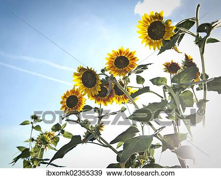 "Sunflowers (Helianthus annuus), backlit, Stuttgart, Baden-Wuerttemberg, Germany, Europe" View Large Photo Image Stock Photo - "Sunflowers (Helianthus annuus), backlit, Stuttgart, Baden-Wuerttemberg, Germany, Europe". Fotosearch