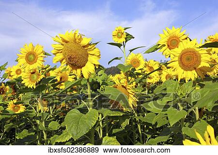 Sunflowers (Helianthus annuus) View Large Photo Image Stock Photo - Sunflowers (Helianthus annuus). Fotosearch