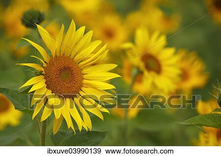 Sunflowers (Helianthus annuus) View Large Photo Image Stock Photo - Sunflowers (Helianthus annuus). Fotosearch