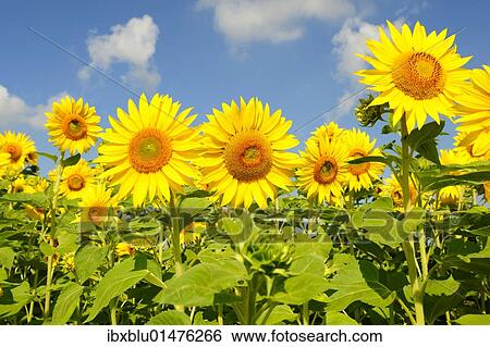Stock Photograph - Sunflowers (Helianthus annuus). Fotosearch