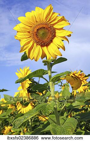 Sunflowers (Helianthus annuus) View Large Photo Image Stock Photograph - Sunflowers (Helianthus annuus). Fotosearch