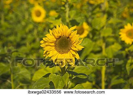 "Sunflowers (Helianthus annuus), Swabian Jura, Baden-Wuerttemberg, Germany, Europe, PublicGround, Europe" View Large Photo Image Stock Photograph - "Sunflowers (Helianthus annuus), Swabian Jura, Baden-Wuerttemberg, Germany, Europe, PublicGround, Europe". Fotosearch