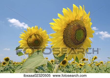 "Sunflowers (Helianthus annuus), sunflower field, Odessa, Ukraine, Eastern Europe, Europe" View Large Photo Image Stock Photography - "Sunflowers (Helianthus annuus), sunflower field, Odessa, Ukraine, Eastern Europe, Europe". Fotosearch