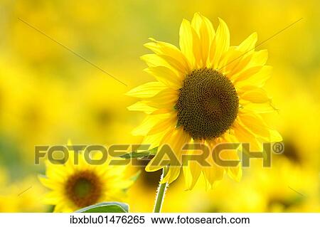Stock Photography - Sunflowers (Helianthus annuus). Fotosearch