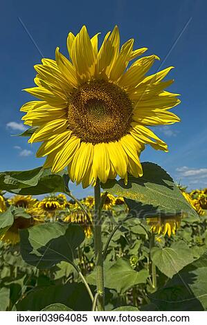 Sunflowers (Helianthus annuus) View Large Photo Image Stock Photography - Sunflowers (Helianthus annuus). Fotosearch