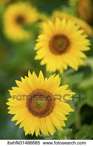 Stock Photography - Sunflowers (Helianthus annuus). Fotosearch