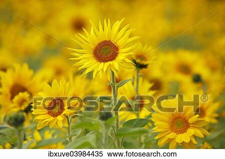"Sunflowers (Helianthus annuus), sunflower field" View Large Photo Image Stock Photography - "Sunflowers (Helianthus annuus), sunflower field". Fotosearch