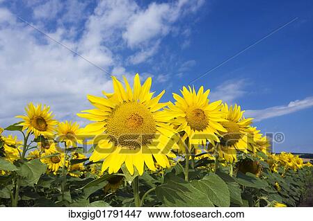 Sunflowers (Helianthus anuus) View Large Photo Image Stock Photo - Sunflowers (Helianthus anuus). Fotosearch