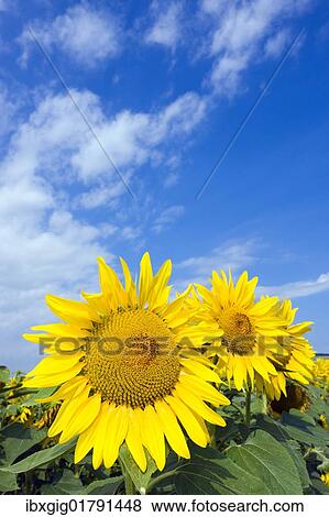 Stock Photo - Sunflowers (Helianthus anuus). Fotosearch