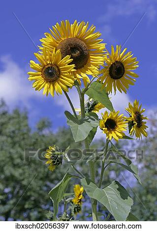 Sunflowers (Helianthus anuus) View Large Photo Image Stock Photo - Sunflowers (Helianthus anuus). Fotosearch