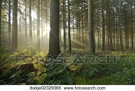 "Sunlight in a forest, trees, Neuenwalde, Lower Saxony, Germany, Europe" View Large Photo Image Stock Photography - "Sunlight in a forest, trees, Neuenwalde, Lower Saxony, Germany, Europe". Fotosearch
