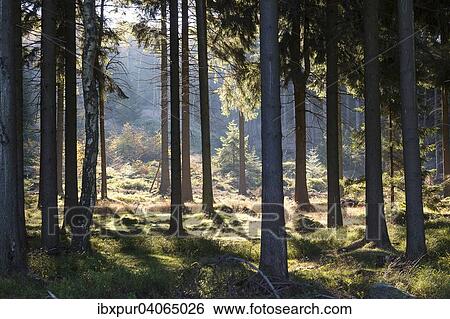 "Sunlight in a pine forest, Zittau Mountains, near Luckendorf, Saxony, Germany, Europe" View Large Photo Image Stock Photograph - "Sunlight in a pine forest, Zittau Mountains, near Luckendorf, Saxony, Germany, Europe". Fotosearch