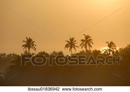 "Sunrise above coconut trees, Talalla at Dondra, Indian Ocean, Ceylon, Sri Lanka, South Asia, Asia" View Large Photo Image Stock Image - "Sunrise above coconut trees, Talalla at Dondra, Indian Ocean, Ceylon, Sri Lanka, South Asia, Asia". Fotosearch