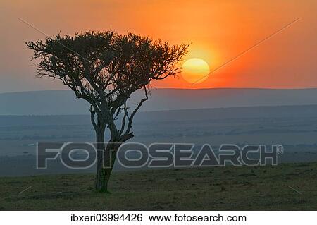 Stock Photograph - "Sunrise behind the silhouette of a tree, Maasai Mara National Reserve, Kenya, Africa". Fotosearch