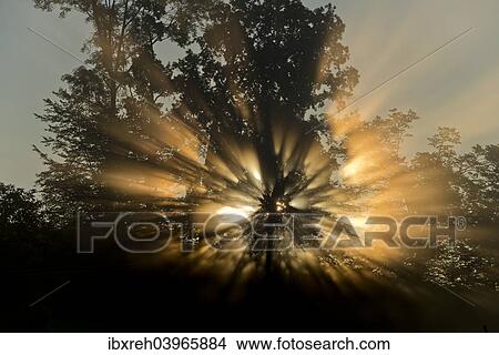 Picture - "Sunrise behind trees, Limbach, Burgenland, Austria, Europe". Fotosearch