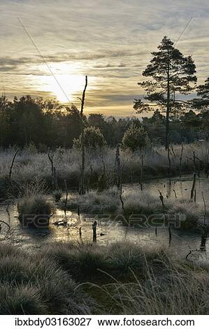 "Sunrise in a marsh, Tiste Bauernmoor, Landkreis Rotenburg, Lower Saxony, Germany, Europe" View Large Photo Image Stock Photo - "Sunrise in a marsh, Tiste Bauernmoor, Landkreis Rotenburg, Lower Saxony, Germany, Europe". Fotosearch