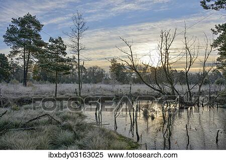 "Sunrise in a marsh, Tiste Bauernmoor, Landkreis Rotenburg, Lower Saxony, Germany, Europe" View Large Photo Image Stock Photography - "Sunrise in a marsh, Tiste Bauernmoor, Landkreis Rotenburg, Lower Saxony, Germany, Europe". Fotosearch