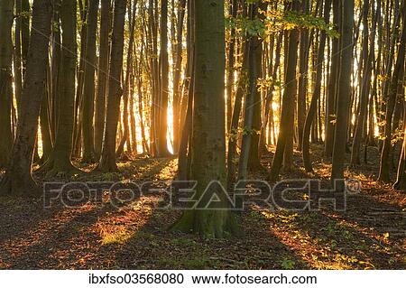 "Sunrise in the beech forest in Jasmund National Park, UNESCO World Natural Heritage Site, Rugen, Mecklenburg-Western Pomerania, Germany, Europe" View Large Photo Image Stock Image - "Sunrise in the beech forest in Jasmund National Park, UNESCO World Natural Heritage Site, Rugen, Mecklenburg-Western Pomerania, Germany, Europe". Fotosearch