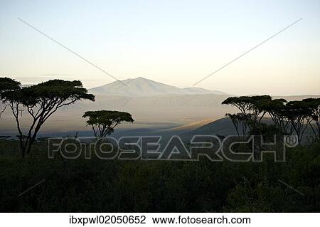 "Sunrise, Ngorongoro Crater, volcano, northern edge of the Ngorongoro Conservation Area, Tanzania, Africa" View Large Photo Image Stock Image - "Sunrise, Ngorongoro Crater, volcano, northern edge of the Ngorongoro Conservation Area, Tanzania, Africa". Fotosearch