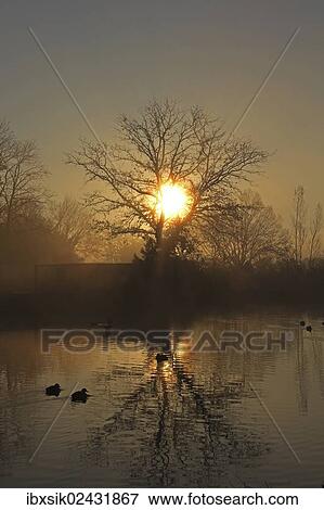 "Sunrise on a pond with trees, reflection, early morning, Mittelberg, Biberach a. d. Riss, Upper Swabia, Baden-Wuerttemberg, Germany, Europe" View Large Photo Image Stock Photo - "Sunrise on a pond with trees, reflection, early morning, Mittelberg, Biberach a. d. Riss, Upper Swabia, Baden-Wuerttemberg, Germany, Europe". Fotosearch